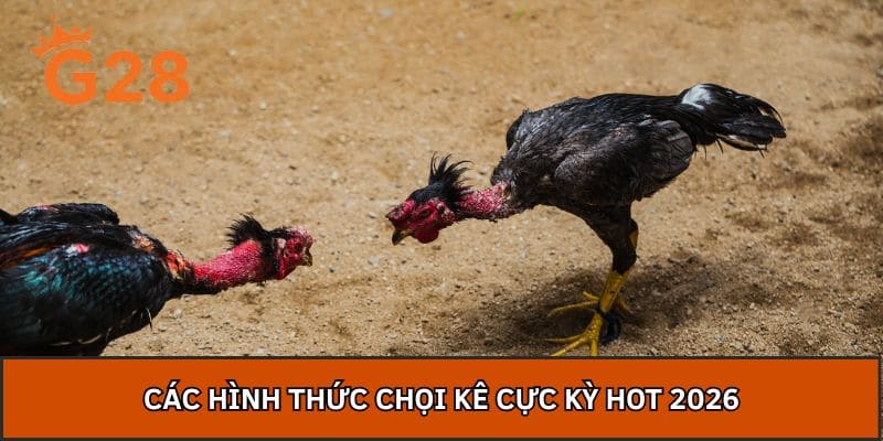 Các hình thức chọi kê cực kỳ hot 2026