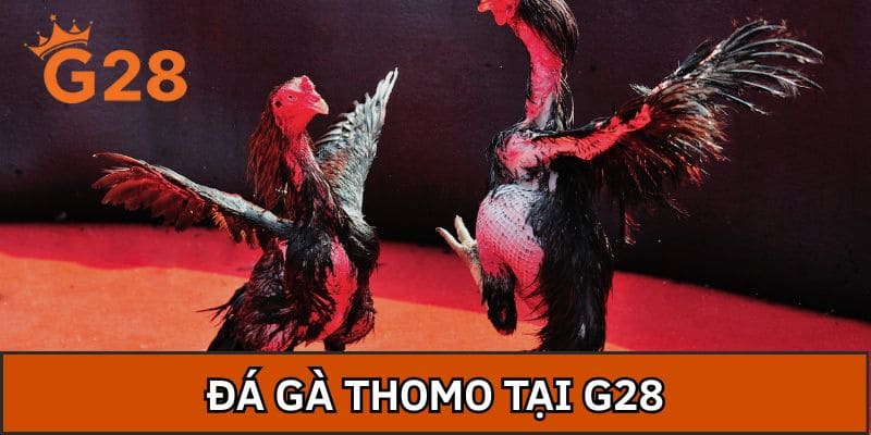 Đá Gà Thomo Tại G28 - Đấu Trường Rực Lửa, Hồi Hộp Từng Phút